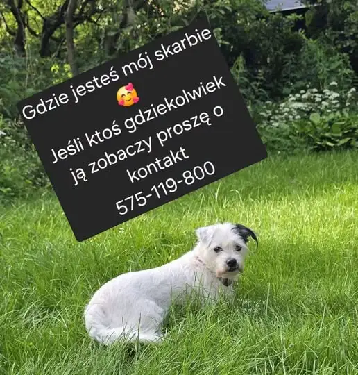 Zaginął piesek. Być może widziano go w Leśnej Jani – prośba o kontakt